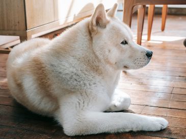 Hay perros que no sólo ofrecen una compañía incondicional, sino que poseen características biológicas y de temperamento idóneas para la protección. ESPECIAL/PEXELS