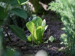 El combinar ciertas plantas puede ser efectivo para alejar las plagas de tu hogar. UNSPLASH / A. LERGIER