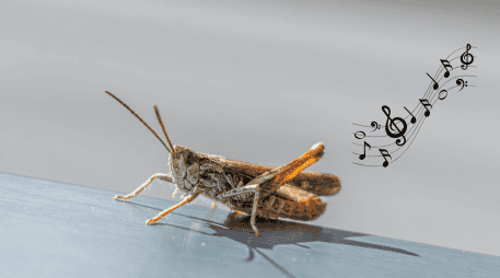 Dentro del Feng Shui, un grillo que entra al hogar puede interpretarse como un buen augurio. CANVA