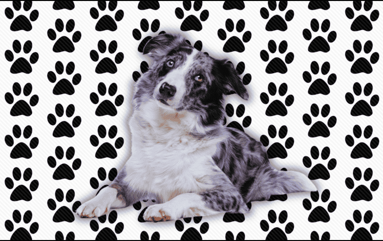 El Border Collie, por ejemplo, es considerado por los etólogos como el perro más inteligente del mundo. Sin embargo, esta brillantez mental requiere una estimulación cognitiva constante que un novato rara vez puede proporcionar. ESPECIAL / CANVA