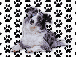 El Border Collie, por ejemplo, es considerado por los etólogos como el perro más inteligente del mundo. Sin embargo, esta brillantez mental requiere una estimulación cognitiva constante que un novato rara vez puede proporcionar. ESPECIAL / CANVA
