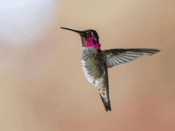 Conoce las graves consecuencias biológicas y legales de capturar colibríes, estas aves requieren libertad para sobrevivir y mantener la polinización. CANVA
