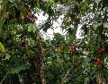 Muchas fincas peruanas cultivan variedades de cacao silvestres y semisilvestres que no han sido alteradas. EFE / UNIVERSIDAD DE LAS INDIAS OCCIDENTALES