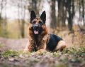 Este top 3 de perros se basa en las características físicas y psicológicas que convierten a ciertos animales en verdaderos guardianes. UNSPLASH / A. DUSKOVA