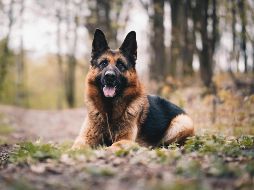 Este top 3 de perros se basa en las características físicas y psicológicas que convierten a ciertos animales en verdaderos guardianes. UNSPLASH / A. DUSKOVA