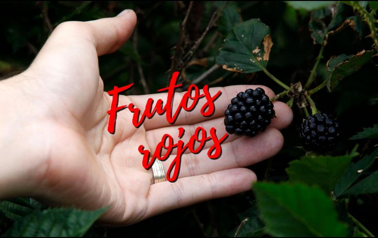 Los frutos rojos, entre los que se encuentra la zarzamora, se han convertido en un éxito de exportación de los campos michoacanos, ¿sabes cómo le hacen para que estén disponibles durante todo el año? NTX / ARCHIVO