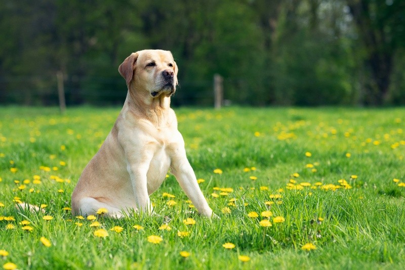 &nbsp;Labrador. UNSPLASH / V. Van Zalinge