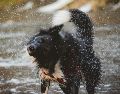Existe un selecto grupo de lomitos que encuentran en el agua su mayor fuente de diversión; revisa las razas. UNSPALSH / T. Lakota