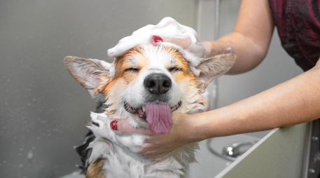 Mantener a tu perro limpio es una muestra innegable de amor y responsabilidad, siempre y cuando se respeten sus necesidades biológicas y se sigan las recomendaciones profesionales. ESPECIAL / CANVA
