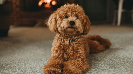 Antes de adoptar un perro es es importante conocer los cuidados específicos de cada razaUNSPLASH / S. VAN ELK