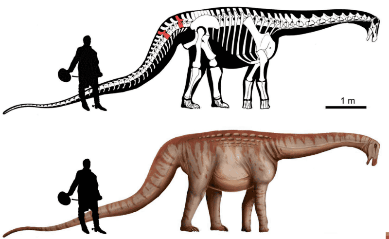 Los dinosaurios más grandes de la Tierra fueron los saurópodos herbívoros, destacando el Patagotitan mayorum y ese coloso medía unos 40 metros de largo y pesaba alrededor de 70 toneladas. &nbsp;FACULTAD DE CIENCIAS UDELAR