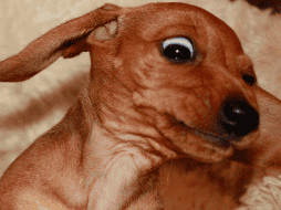 Las convulsiones en perros suelen generar angustia entre los propietarios, pero conocer las recomendaciones básicas permite actuar de forma segura mientras el animal atraviesa el episodio. CANVA