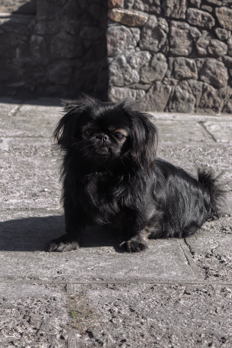 &nbsp;Affenpinscher. Pexels / I. Solianyk