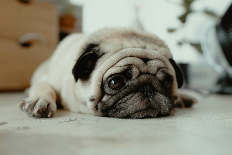 &nbsp;Pug. UNSPLASH / JC Gellidon