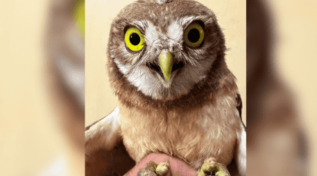 El tecolote llanero se encuentra catalogado bajo la categoría de Protección Especial en la Norma Oficial Mexicana NOM-059-SEMARNAT-2010. CORTESIA/ Unidad de Rescate de Fauna Silvestre de Tlajomulco