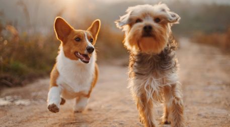 Aunque cada perro tiene una personalidad única, algunas razas destacan por ser sociables, fáciles de entrenar y adaptarse con mayor facilidad a distintos estilos de vida. UNSPLASH