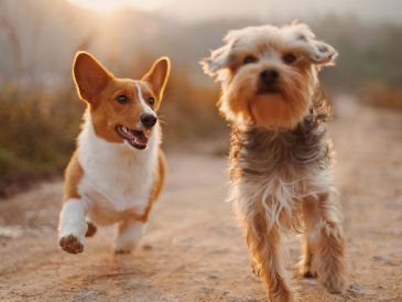 Aunque cada perro tiene una personalidad única, algunas razas destacan por ser sociables, fáciles de entrenar y adaptarse con mayor facilidad a distintos estilos de vida. UNSPLASH