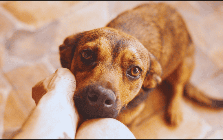 Si tu perro espera pacientemente tumbado en el pasillo, es un comportamiento sano y natural. ESPECIAL / CANVA