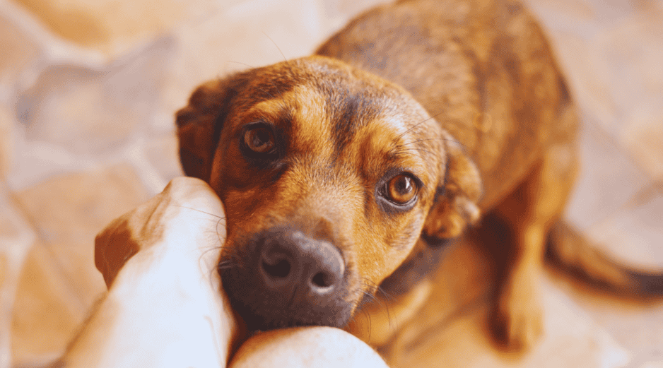 Si tu perro espera pacientemente tumbado en el pasillo, es un comportamiento sano y natural. ESPECIAL / CANVA