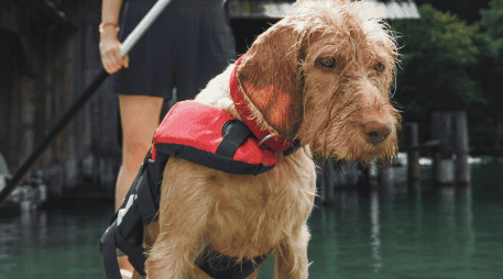 Nombres como Frida, Athos y Proteo se convirtieron en símbolo del trabajo de estos equipos. CANVA