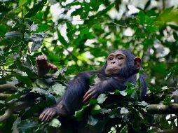 En la actualidad los chimpancés se encuentran en grave peligro de extinción debido a la implacable acción humana. Unsplash