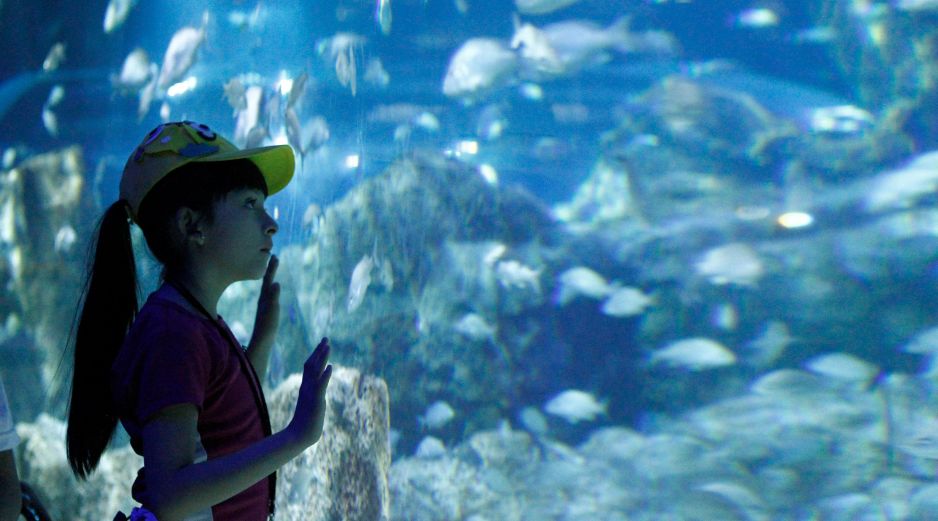 Disfruta del Acuario Michin Guadalajara con tarifas especiales de verano llegando en los horarios de apertura o antes del cierre. EL INFORMADOR/ ARCHIVO