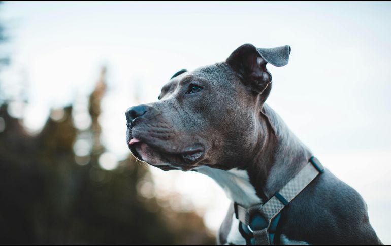 La supervisión constante y la educación mutua garantizan una relación sana, llena de cariño y respeto entre los niños y sus queridas mascotas. Unsplash