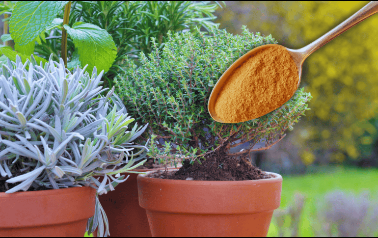 Si se cuenta con plantas pequeñas o macetas de interior, la dosis debe reducirse a una sola cucharadita de canela. ESPECIAL / CANVA