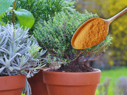 Si se cuenta con plantas pequeñas o macetas de interior, la dosis debe reducirse a una sola cucharadita de canela. ESPECIAL / CANVA