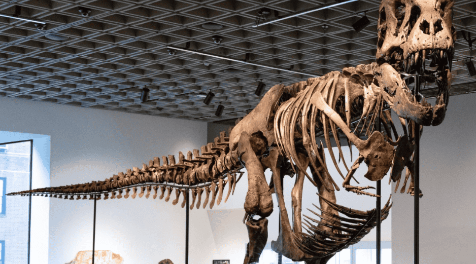 El récord anterior al de 'Gus' pertenecía a 'Apex', un estegosaurio subastado en julio de 2024 por Sotheby's. EFE / Sothebys