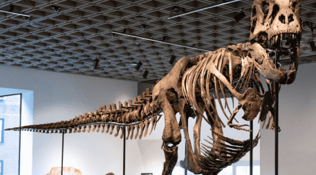 El récord anterior al de 'Gus' pertenecía a 'Apex', un estegosaurio subastado en julio de 2024 por Sotheby's. EFE / Sothebys