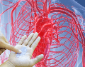 La sangre transporta estos residuos hacia el sistema cardiovascular, donde tienden a incrustarse en las paredes de los vasos sanguíneos, facilitando la formación y el endurecimiento de la peligrosa placa de ateroma. CANVA