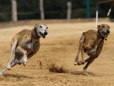 Conoce las cinco razas de perros que destacan por su increíble rapidez. ESPECIAL/Canva