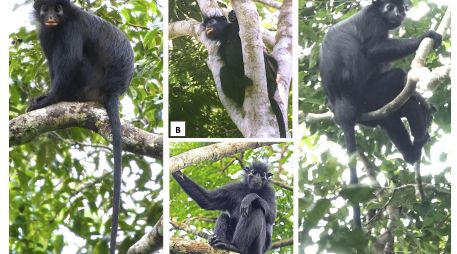 Los investigadores recomiendan clasificar a la especie como 'En peligro' en la Lista Roja de la Unión Internacional para la Conservación de la Naturaleza. EFE / Parque Nacional de Lope