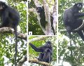 Los investigadores recomiendan clasificar a la especie como 