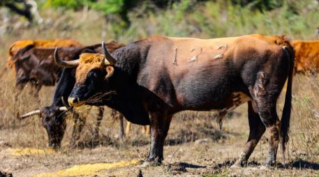 Autoridades agropecuarias advierten que atender el tema del gusano barrenador requiere de 500 millones de moscas estériles. EL INFORMADOR/ARCHIVO