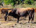 Autoridades agropecuarias advierten que atender el tema del gusano barrenador requiere de 500 millones de moscas estériles. EL INFORMADOR/ARCHIVO