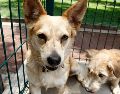 Unos comentarios dichos en televisión abierta contra los perros inspiraron a una legisladora de Morena para presentar una llamativa propuesta de Ley. EL INFORMADOR/ARCHIVO