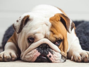 Especialistas veterinarios han advertido que es importante identificar estas complicaciones y necesidades. UNSPLASH / S. LAVALAYE