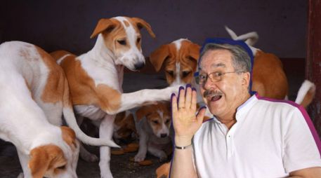Pedro Sola aseguró que la experiencia fue emotiva y reconoció el impacto que tuvo conocer las historias de los animales rescatados. PEXELS/SUN/ARCHIVO/ESPECIAL