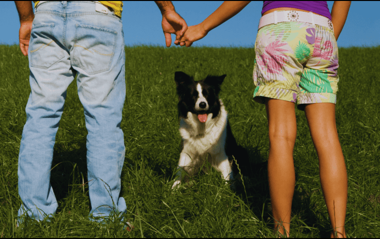 Los perros han pasado de ser considerados simples animales de compañía a ocupar el lugar de verdaderos 