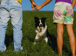 Los perros han pasado de ser considerados simples animales de compañía a ocupar el lugar de verdaderos 