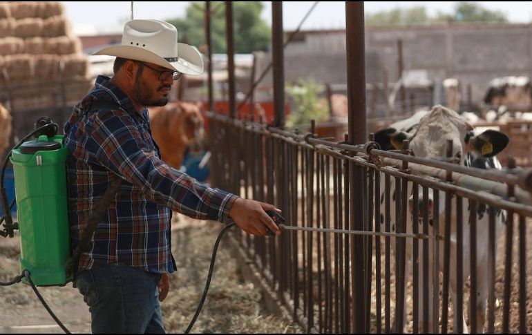Trabajadores del sector señalaron que una eventual propagación del gusano barrenador pondría en riesgo no solo la producción, sino también el empleo de quienes dependen de esta actividad. EFE/L. Torres
