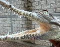 El reptil fue localizado por elementos de Protección Civil y Bomberos de Tonalá. CORTESÍA
