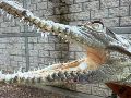 El reptil fue localizado por elementos de Protección Civil y Bomberos de Tonalá. CORTESÍA