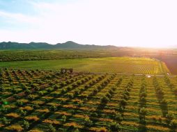 Chihuahua se consolida como el nuevo epicentro vitivinícola de México. ESPECIAL/FIDEICOMISO PARA LA PROMOCIÓN TURÍSTICA DEL ESTADO DE CHIHUAHUA.