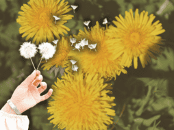 Descubre el significado oculto al soplar un diente de león. ESPECIAL/Canva