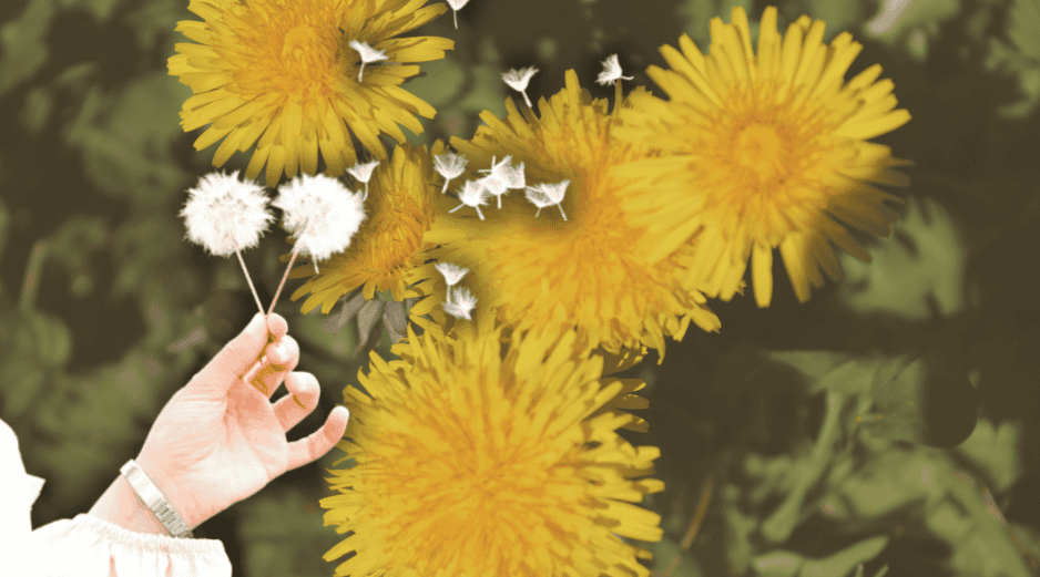 Descubre el significado oculto al soplar un diente de león. ESPECIAL/Canva