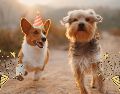 Te compartimos algunos de los principales refugios y centros de adopción canina en Guadalajara. UNSPLASH / A. Nee