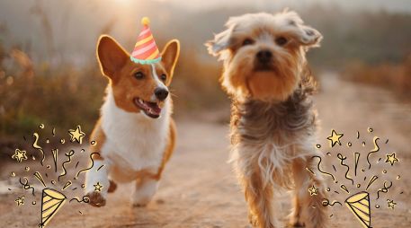 Te compartimos algunos de los principales refugios y centros de adopción canina en Guadalajara. UNSPLASH / A. Nee